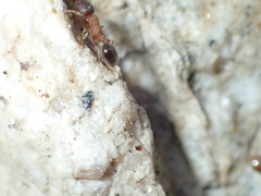 Temnothorax caguatan