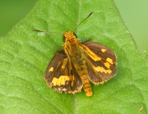 Lesser Dart