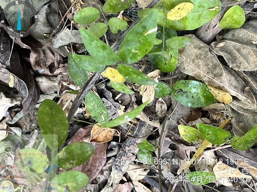 Gymnema sylvestre, photograph 3