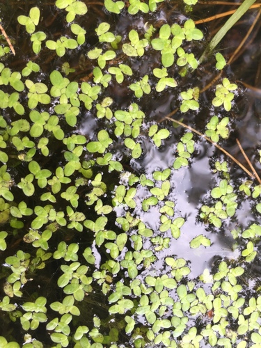 Landoltia observed 2019-04-27