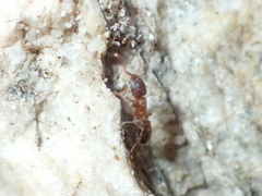 Temnothorax caguatan