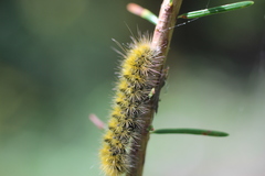 Lophocampa argentata