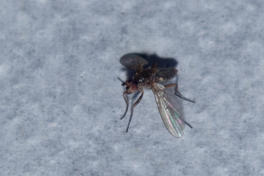 Heleomyzid Flies from Ήπειρος, Ελλάδα on April 7, 2024 at 08:12 PM by ...