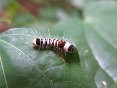 Euproctis kanshireia