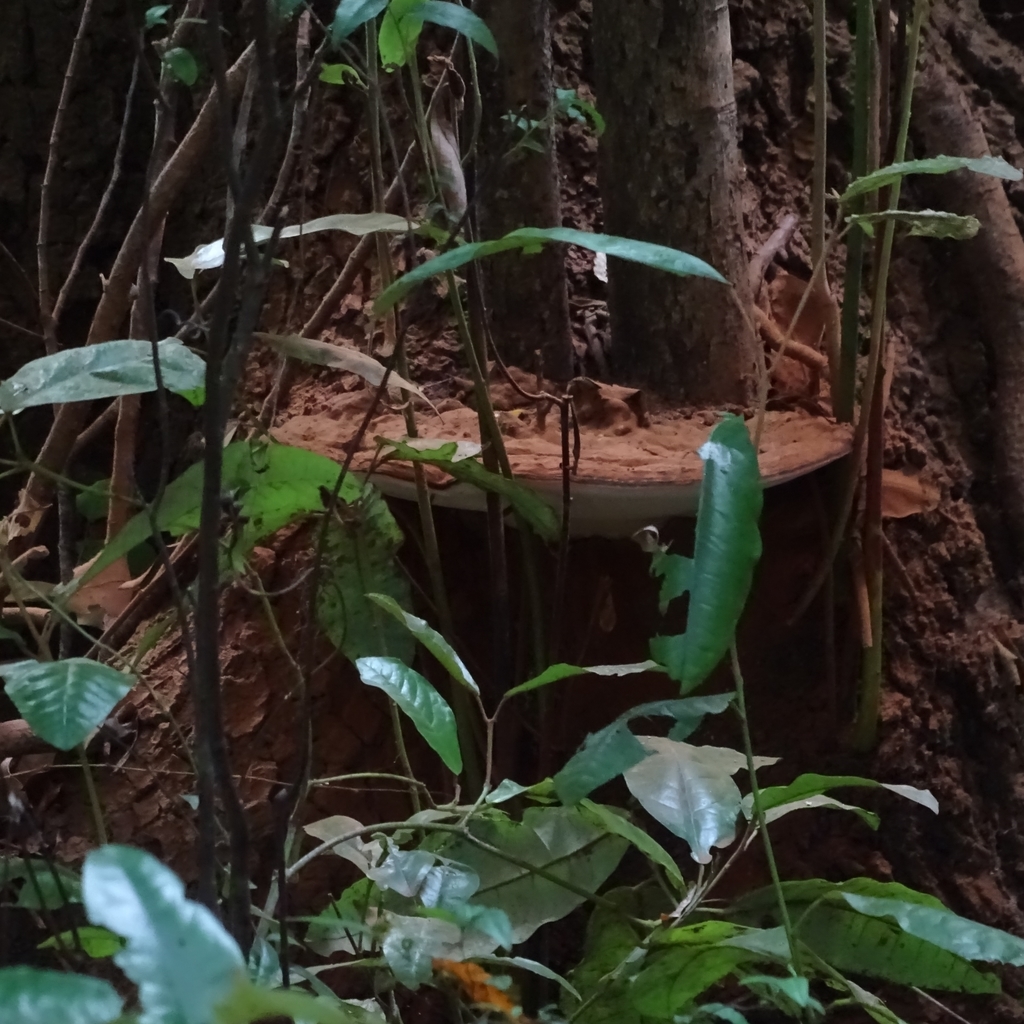 Ganoderma australe · April 2019 · photo: © cristianriquelme (iNaturalist, cc-by)