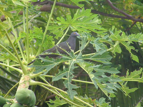 Christmas Imperial Pigeon (Ducula whartoni), photo 10