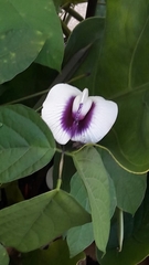 Centrosema sagittatum