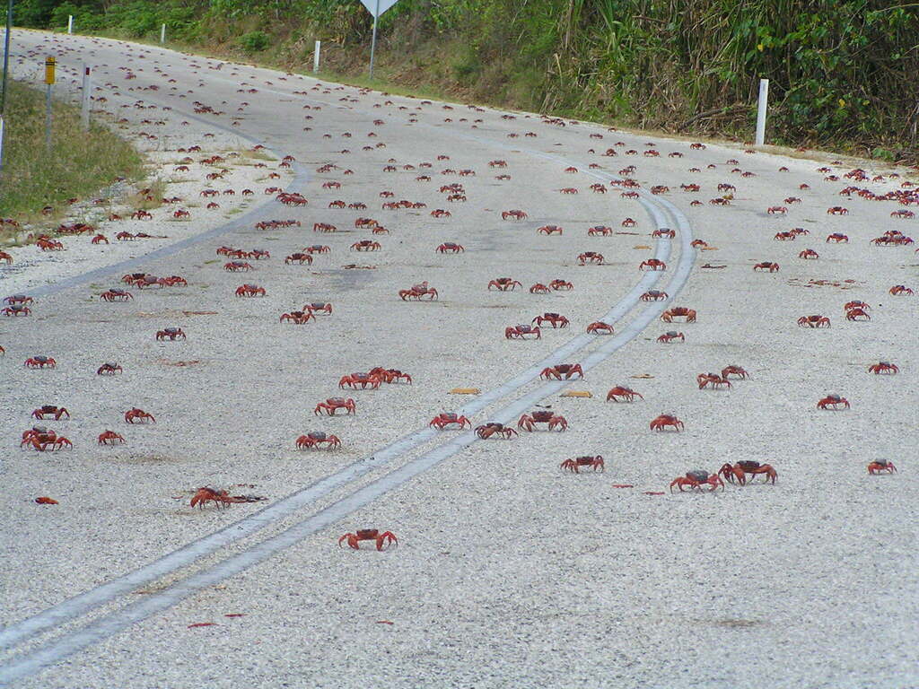 Many small red crabs crossing a sealed road beside forest