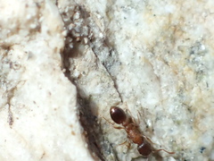 Temnothorax caguatan