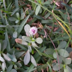 Spilanthes leiocarpa