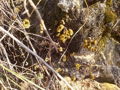 Selaginella lepidophylla