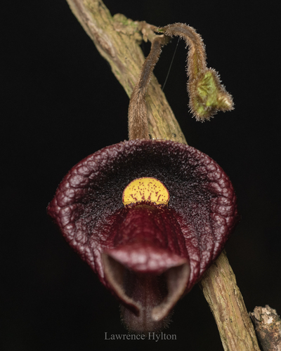 Aristolochia championii (Aristolochia championii)