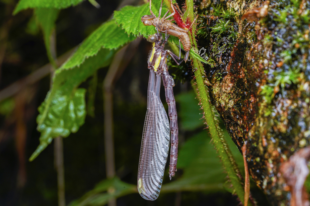 Philosinidae from 中国浙江省衢州市 on April 5, 2024 at 1212 PM by 帕索卡