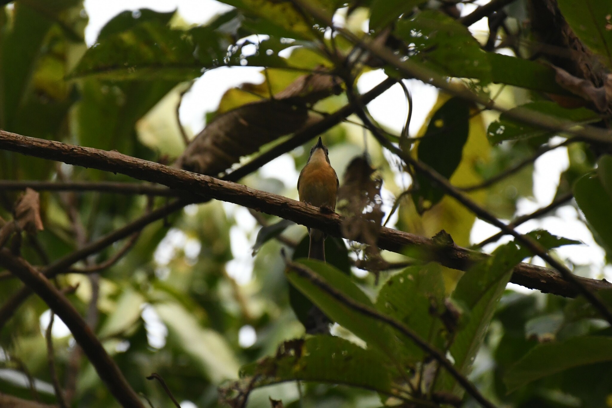 Pale-chinned Flycatcher