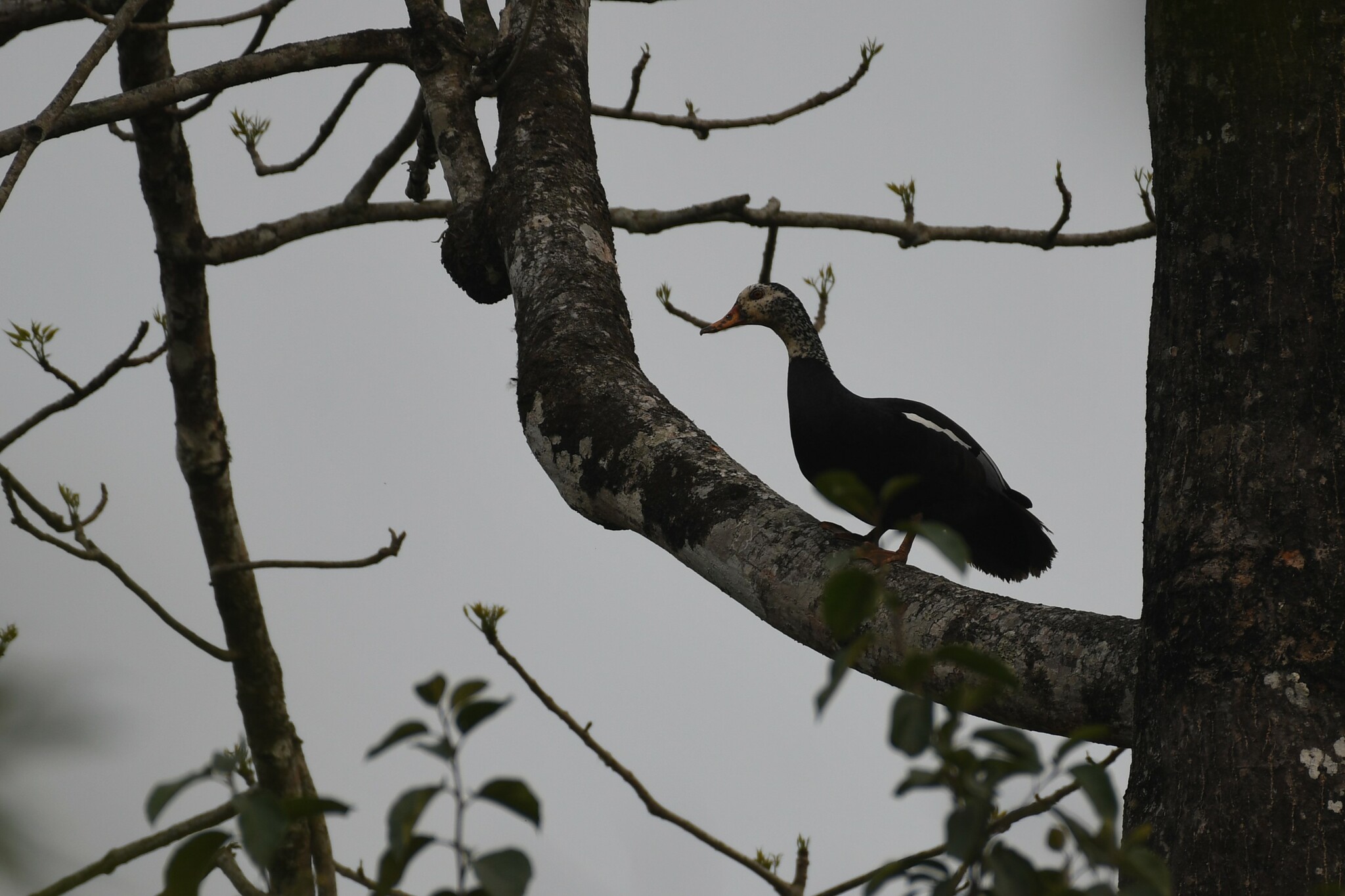 White-winged Duck (Asarcornis scutulata), photo 1