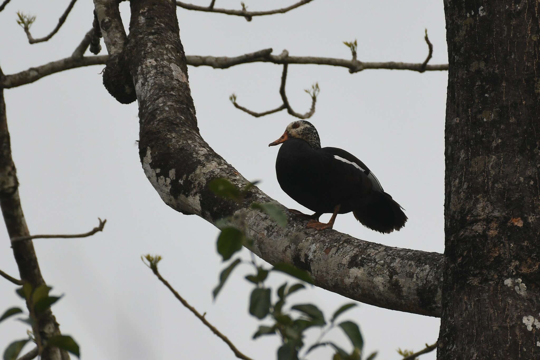 White-winged Duck (Asarcornis scutulata), photo 2
