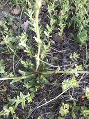 Plagiobothrys arizonicus