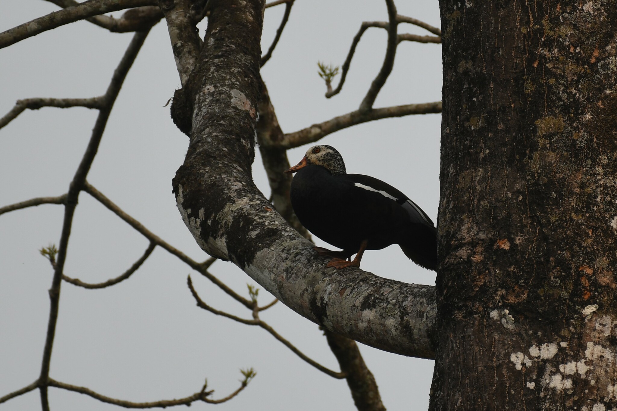 White-winged Duck (Asarcornis scutulata), photo 9