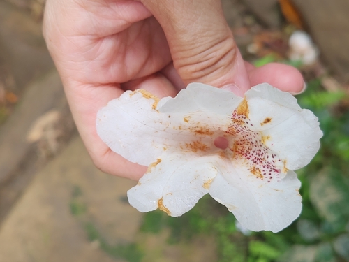 Image of Rhododendron formosanum by (c) Sophia Lee, some rights reserved (CC BY)