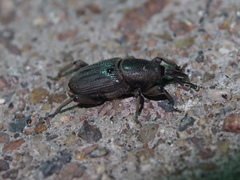 Cosmopolites sordidus