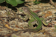 Large-Spotted Four-Toed Tegu photo 2