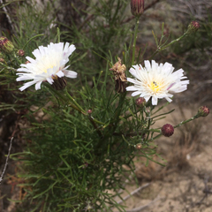 Malacothrix saxatilis implicata