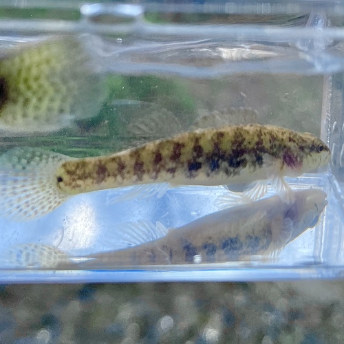 Goldstripe darter (Etheostoma parvipinne) — Percidae — 5