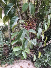 Passiflora ambigua