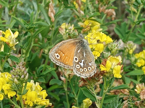Coenonympha amaryllis (Coenonympha amaryllis)