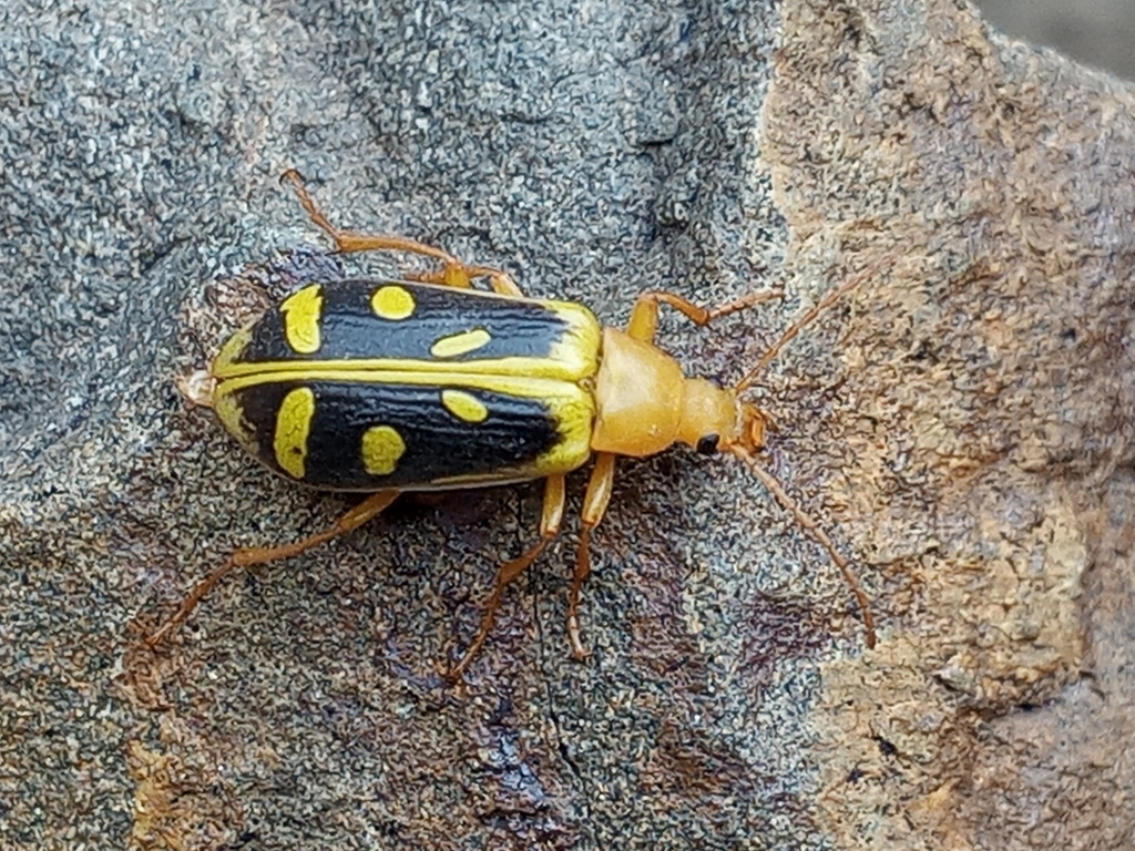 Cistelomorpha