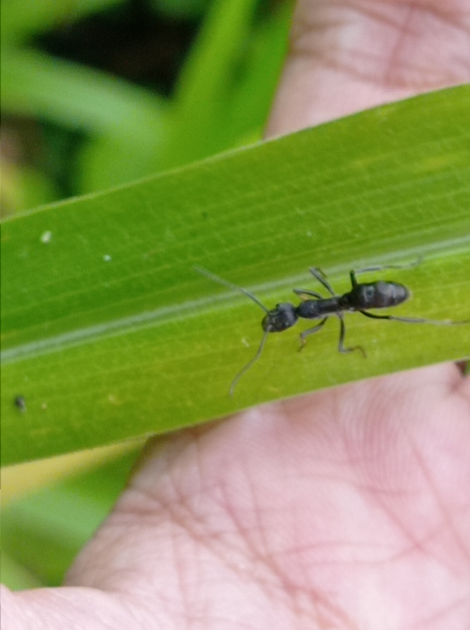 Diacamma rugivertex