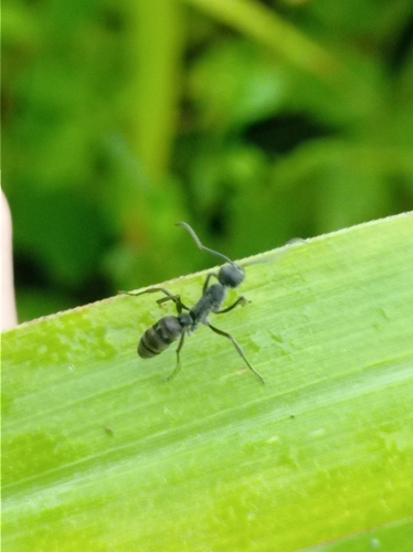 Diacamma rugivertexDiacamma rugivertex