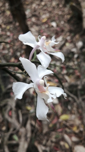 Vanda-Like Papilionanthe