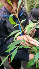 Callicarpa randaiensis