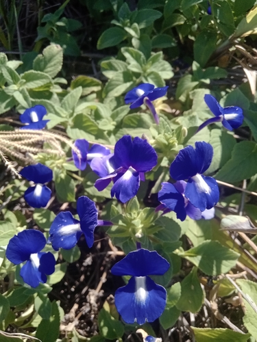 Matourea azurea