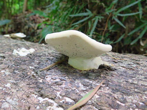 Polyporus admirabilis