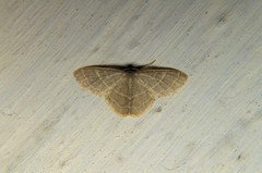 Lophophleps triangularis