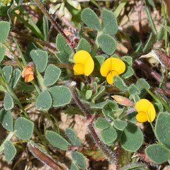 Acmispon wrangelianus
