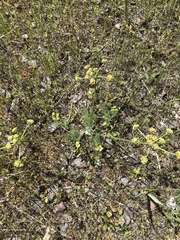 Lomatium macrocarpum