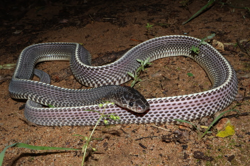 Photo of a Common File Snake (Limaformosa capensis)