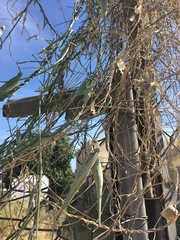 Funastrum heterophyllum