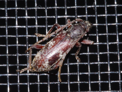Anelaphus yucatecus