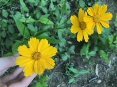 Coreopsis auriculata