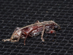 Anelaphus yucatecus