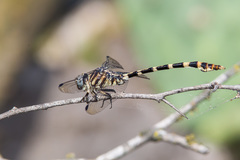 Phyllogomphoides stigmatus