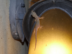 Hemidactylus frenatus