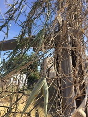 Funastrum heterophyllum