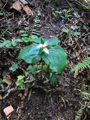 Trillium ovatum ovatum