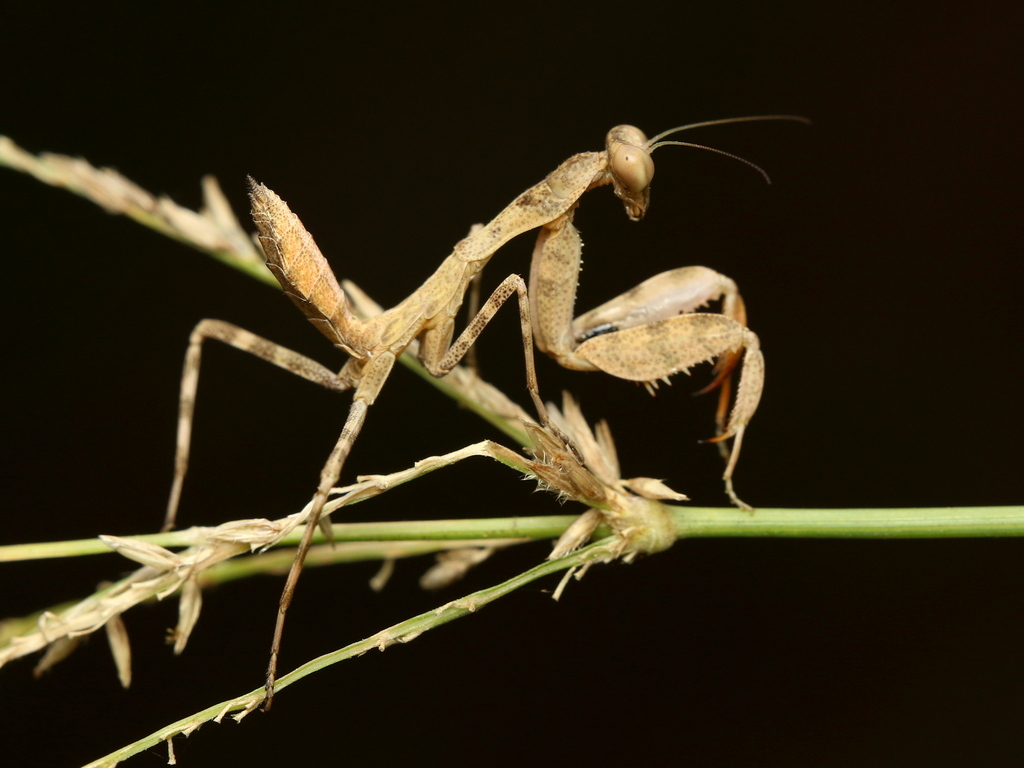 Wide-armed Mantis from Durban South, Durban, South Africa on April 6 ...