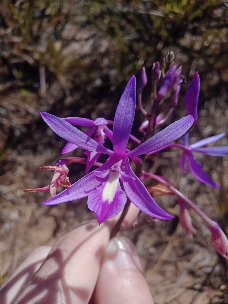 Pseudolaelia vellozicola